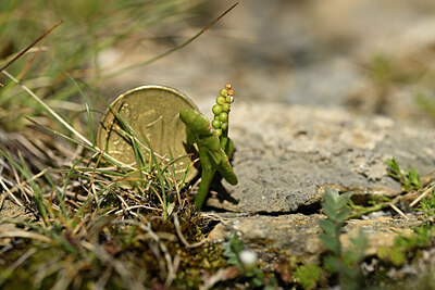 BUITEN BEELD Foto: 444503