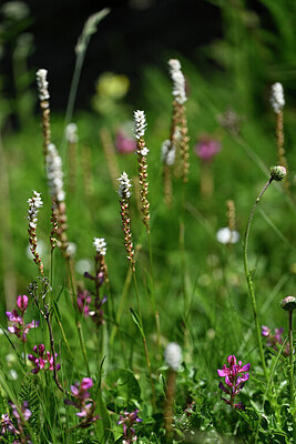 BUITEN BEELD Foto: 444504