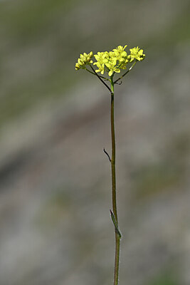 BUITEN BEELD Foto: 444505