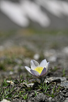 BUITEN BEELD Foto: 444506