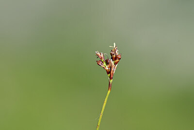 BUITEN BEELD Foto: 444510