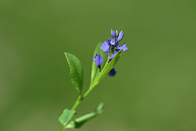 BUITEN BEELD Foto: 444511