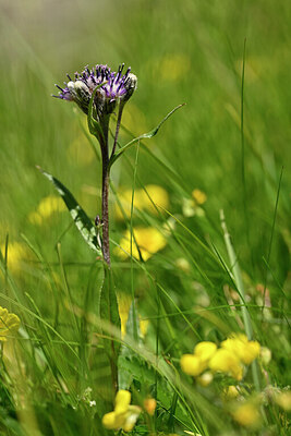 BUITEN BEELD Foto: 444513