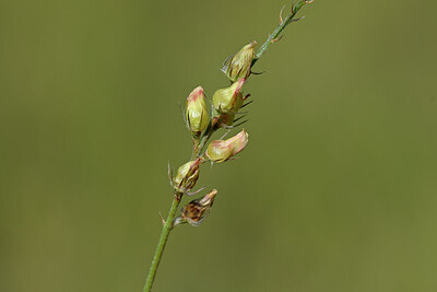 BUITEN BEELD Foto: 444514