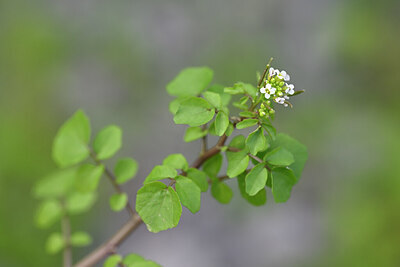 BUITEN BEELD Foto: 444515