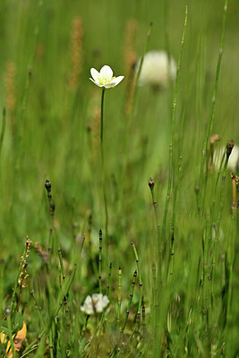 BUITEN BEELD Foto: 444517