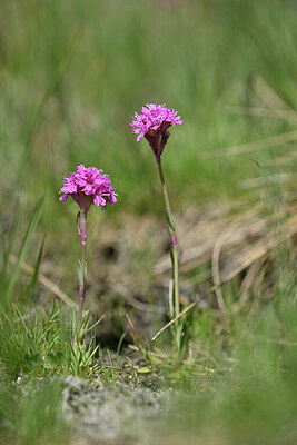 BUITEN BEELD Foto: 444518