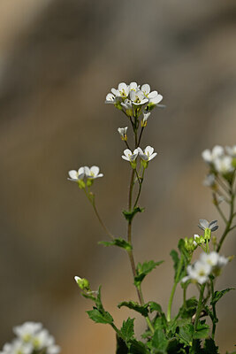 BUITEN BEELD Foto: 444520
