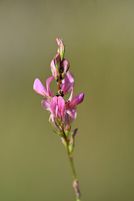 BUITEN BEELD Foto: 444524