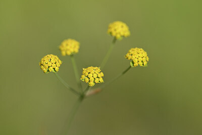 BUITEN BEELD Foto: 444525