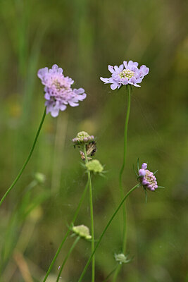 BUITEN BEELD Foto: 444526