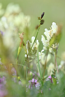 BUITEN BEELD Foto: 444527