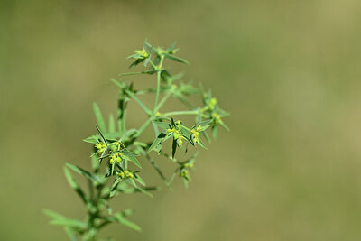 BUITEN BEELD Foto: 444529
