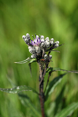 BUITEN BEELD Foto: 444531