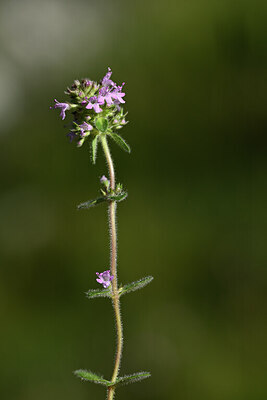 BUITEN BEELD Foto: 444535