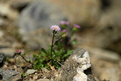 BUITEN BEELD Foto: 444539