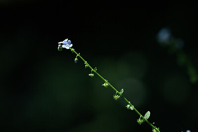 BUITEN BEELD Foto: 444540