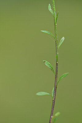 BUITEN BEELD Foto: 444542