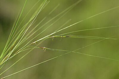 BUITEN BEELD Foto: 444543
