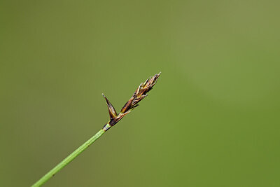 BUITEN BEELD Foto: 444544