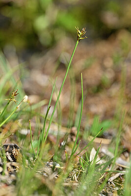 BUITEN BEELD Foto: 444545