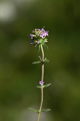 BUITEN BEELD Foto: 444546
