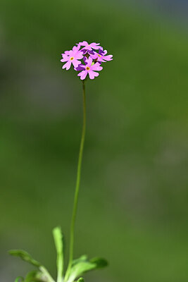 BUITEN BEELD Foto: 444547
