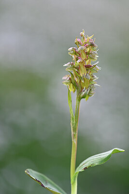BUITEN BEELD Foto: 444550