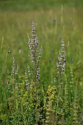 BUITEN BEELD Foto: 444551