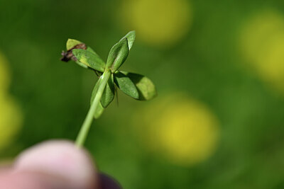 BUITEN BEELD Foto: 444553
