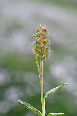 BUITEN BEELD Foto: 444554