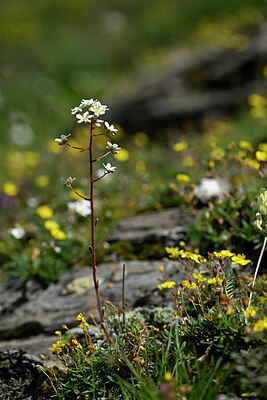 BUITEN BEELD Foto: 444555