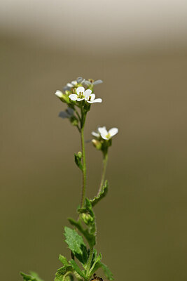 BUITEN BEELD Foto: 444557