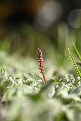 BUITEN BEELD Foto: 444558