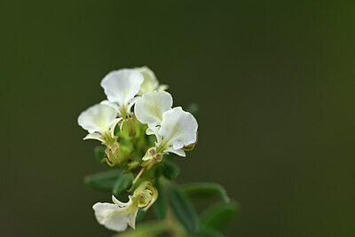 BUITEN BEELD Foto: 444559