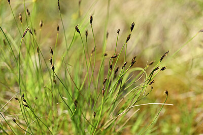 BUITEN BEELD Foto: 444561
