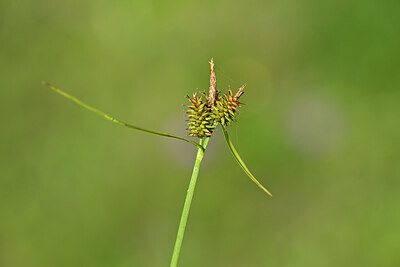 BUITEN BEELD Foto: 444562