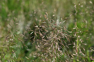BUITEN BEELD Foto: 444563