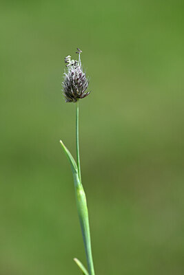 BUITEN BEELD Foto: 444565