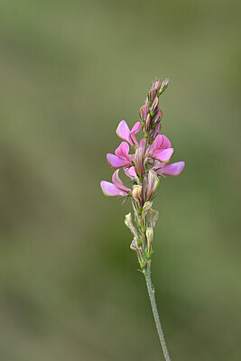 BUITEN BEELD Foto: 444568