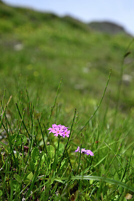 BUITEN BEELD Foto: 444572