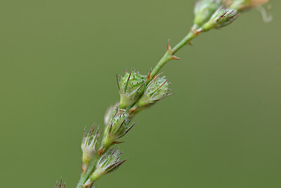 BUITEN BEELD Foto: 444576