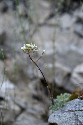 BUITEN BEELD Foto: 444577