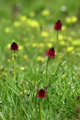 BUITEN BEELD Foto: 444578