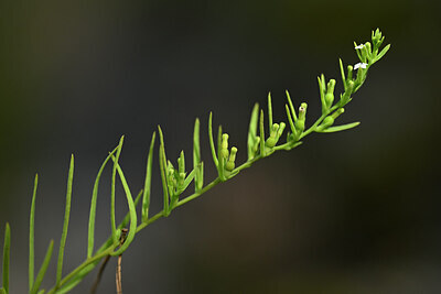 BUITEN BEELD Foto: 444580