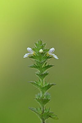 BUITEN BEELD Foto: 444581