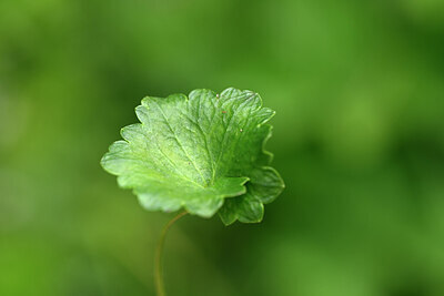 BUITEN BEELD Foto: 444582