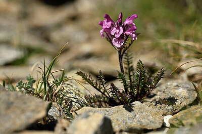 BUITEN BEELD Foto: 444585