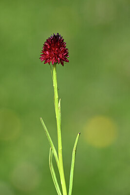BUITEN BEELD Foto: 444586