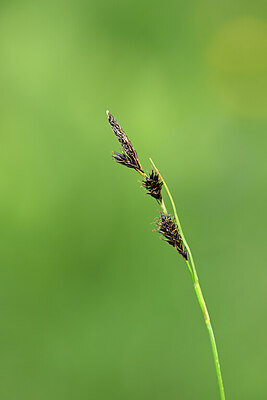 BUITEN BEELD Foto: 444594